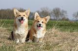 CORGI PEMBROKE 809